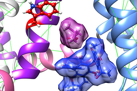 Computer model show two herbal components, an isovaleric acid molecule (violet, upper left) and mallotoxin (blue, lower right),  synergistically activating KCNQ2/3 channels.
